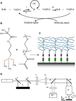 Spatial Control of Neuronal Adhesion on Diamond-Like Carbon